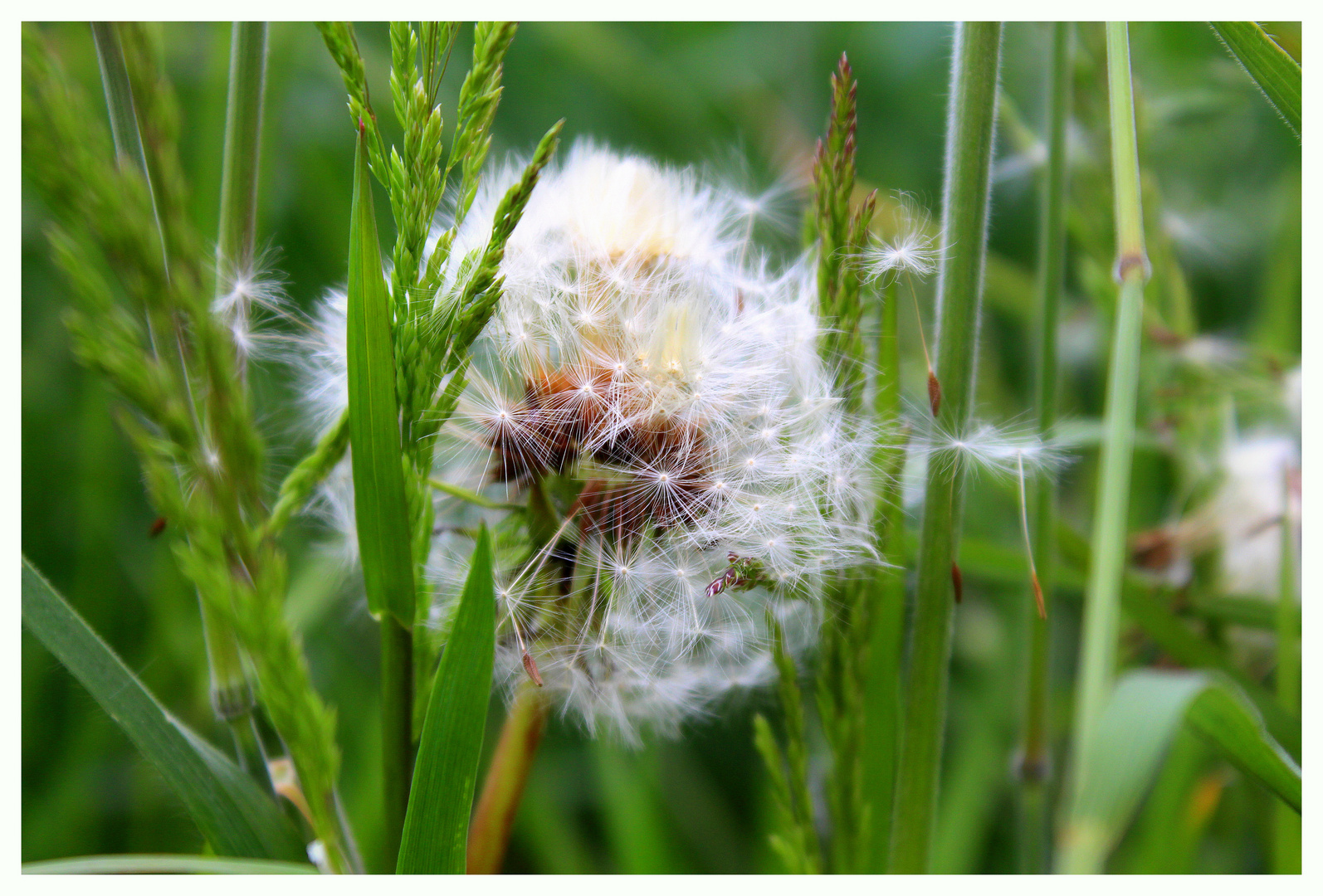 Pusteblume