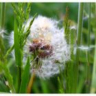 Pusteblume