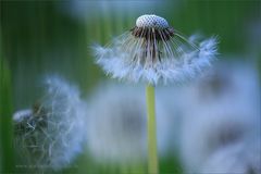 Pusteblume