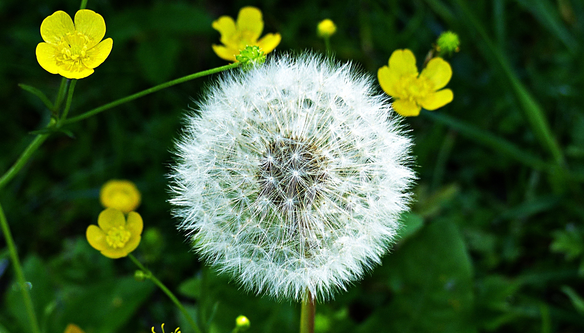 Pusteblume