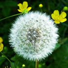 Pusteblume