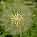 Pusteblume