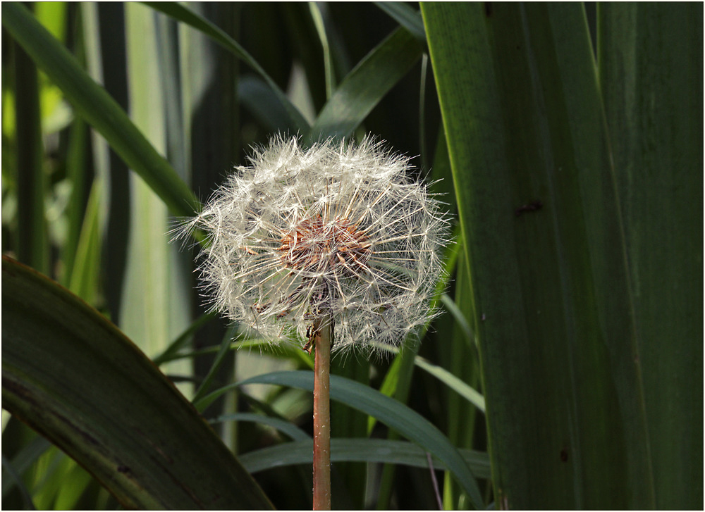 Pusteblume