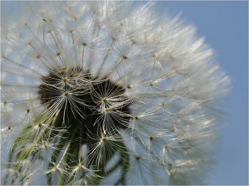 Pusteblume........