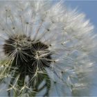 Pusteblume........