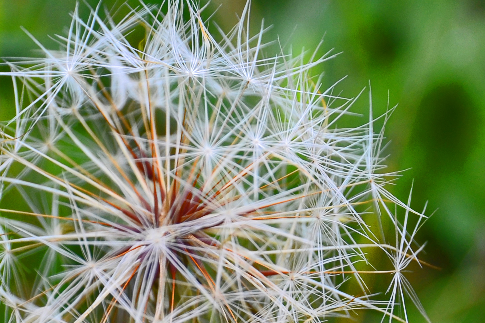 Pusteblume