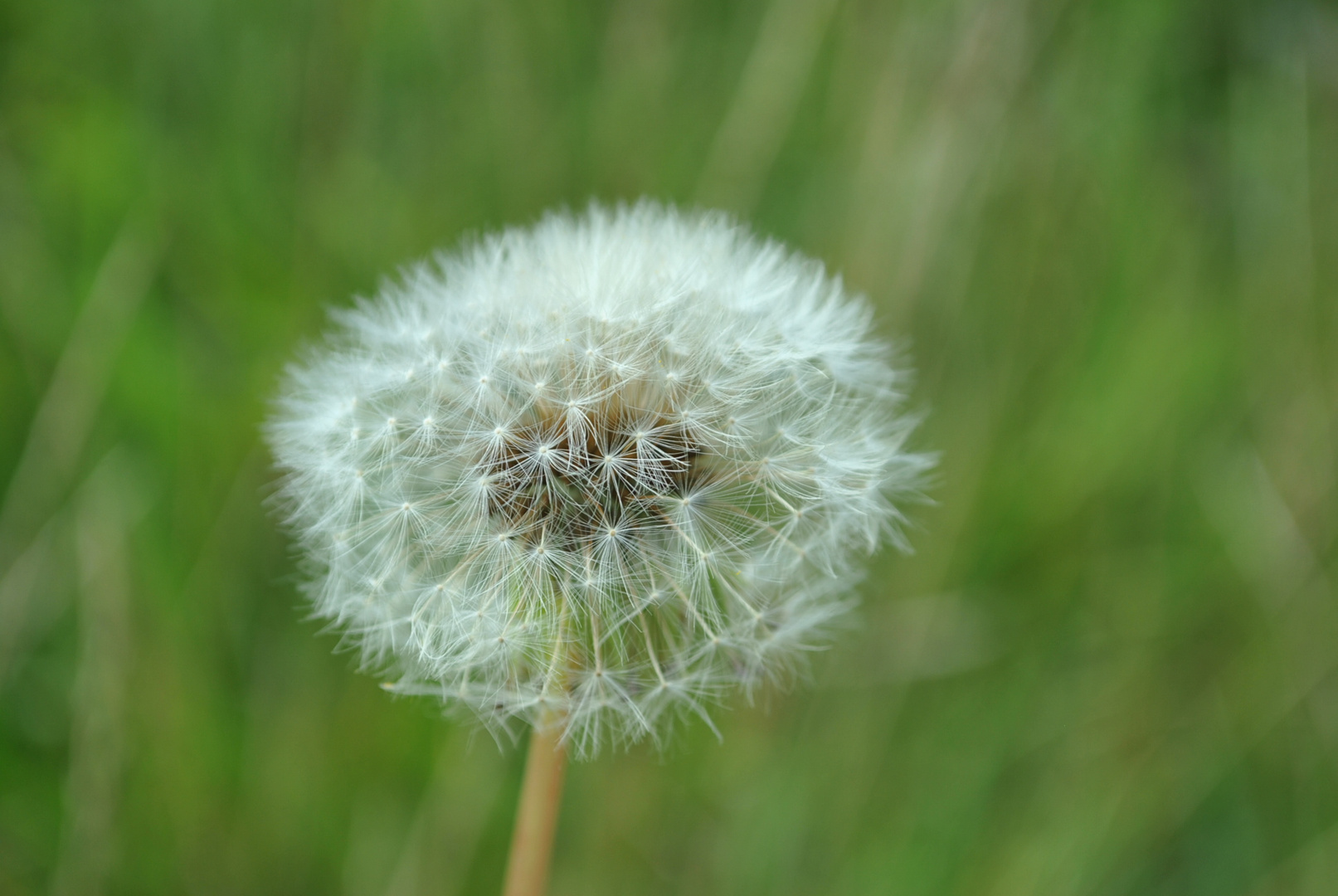 Pusteblume