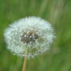 Pusteblume