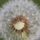 Pusteblume