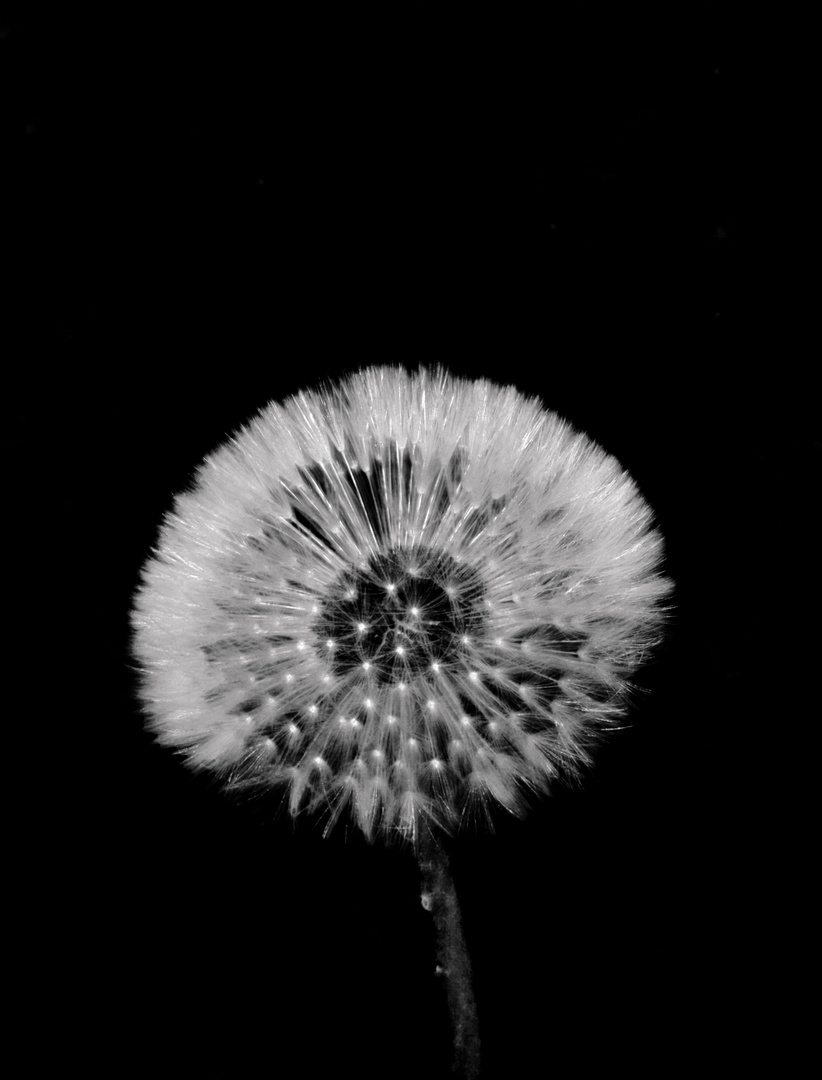 Pusteblume