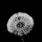 Pusteblume