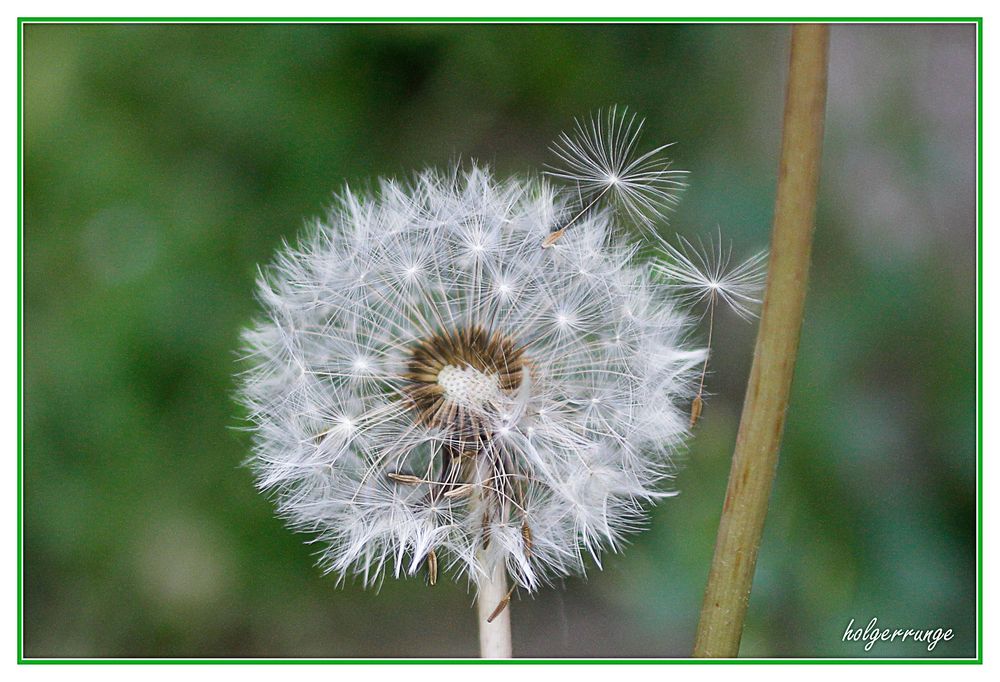 PUSTEBLUME