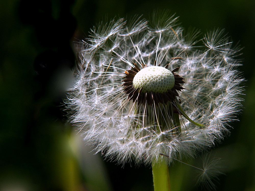 Pusteblume,