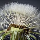 Pusteblume