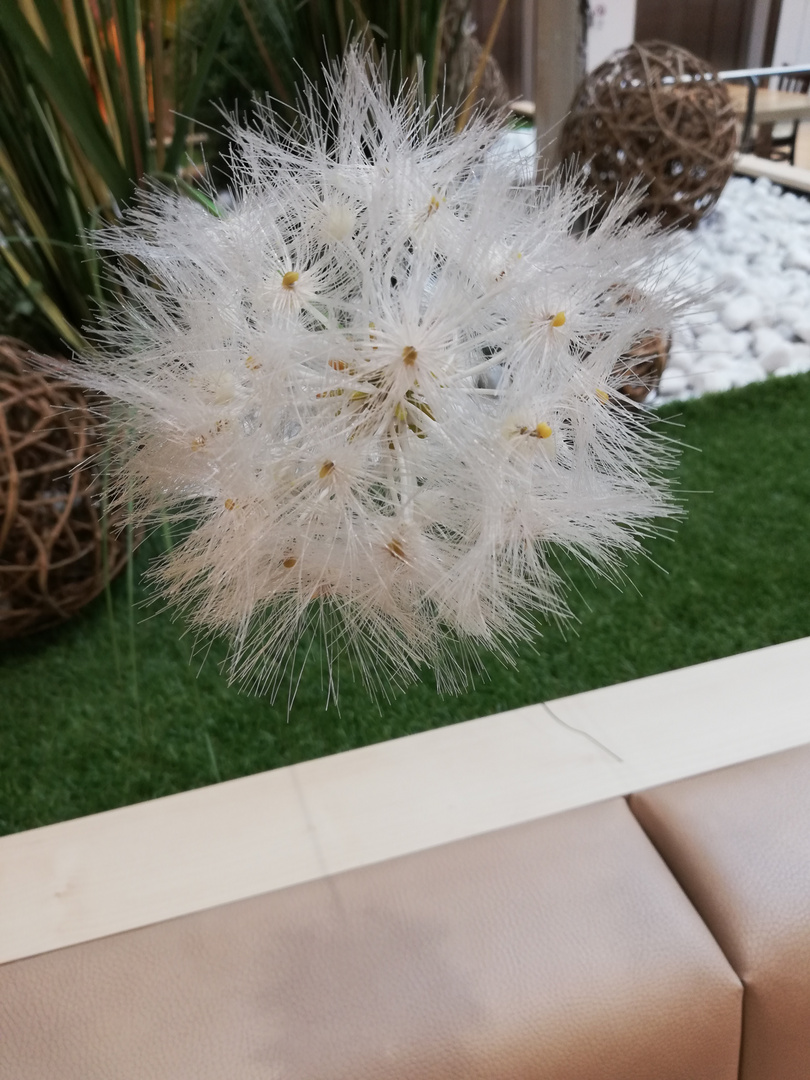 Pusteblume 