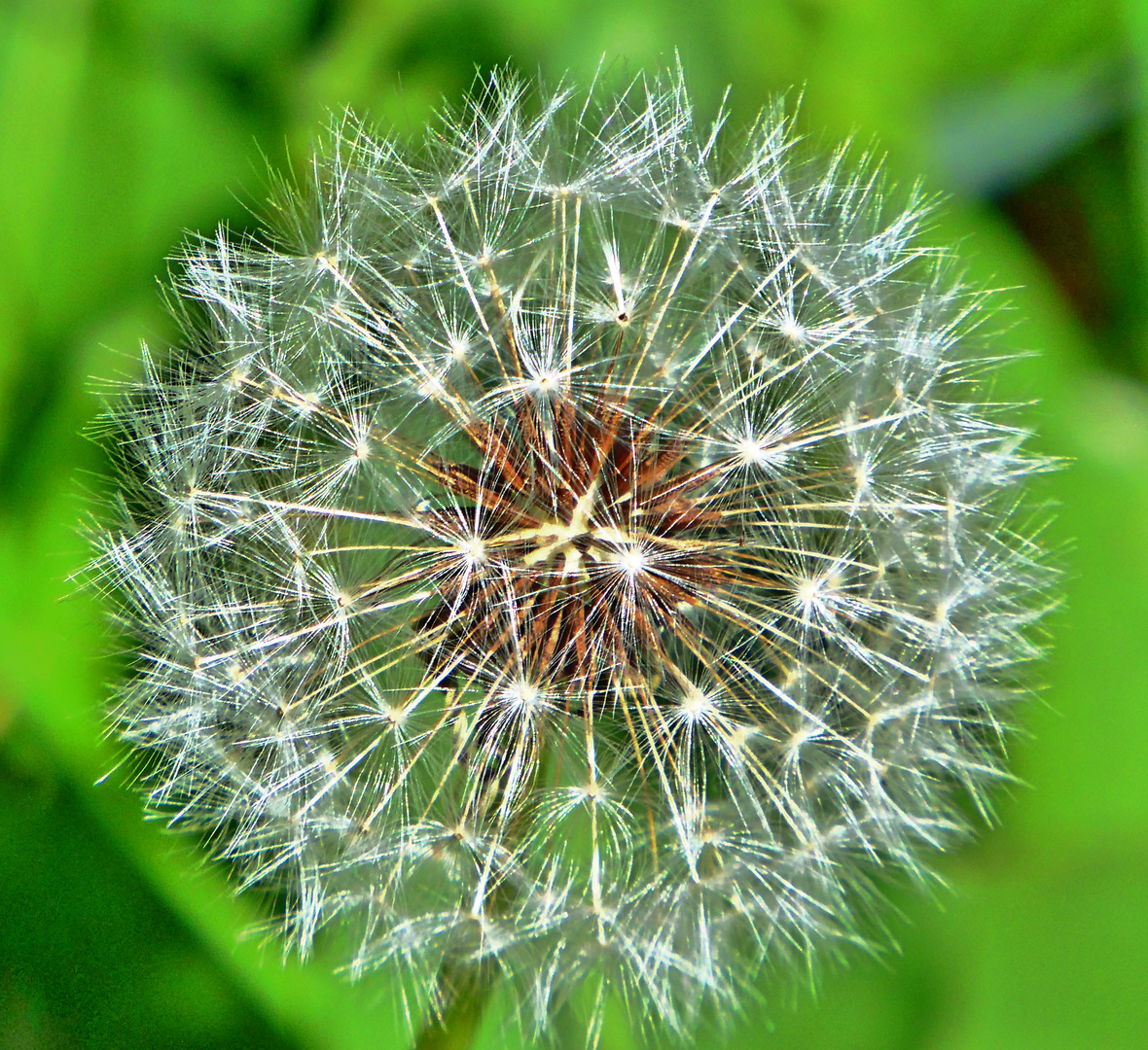 Pusteblume