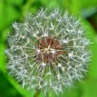 Pusteblume