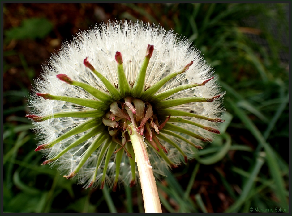 Pusteblume