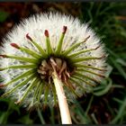 Pusteblume