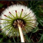 Pusteblume