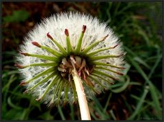 Pusteblume