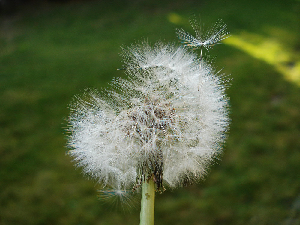 Pusteblume