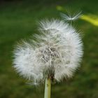 Pusteblume