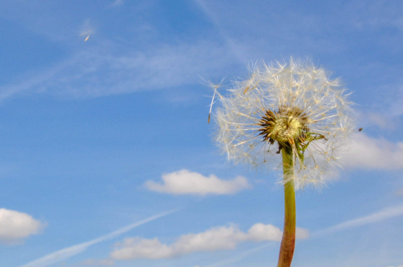 Pusteblume