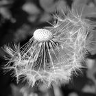 Pusteblume