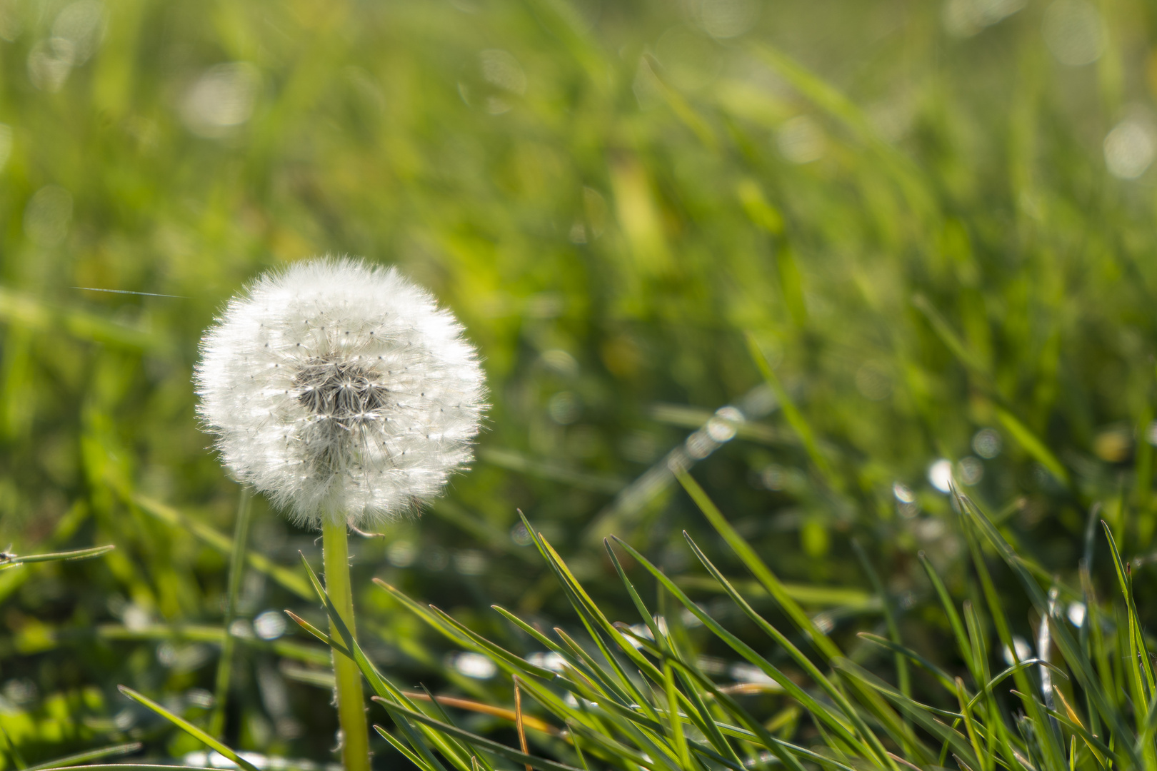 Pusteblume