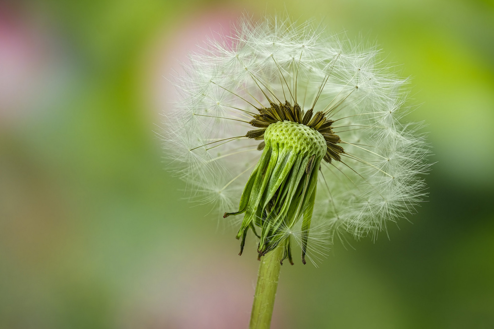 Pusteblume 