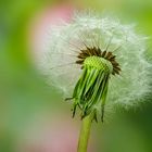 Pusteblume 