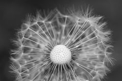 Pusteblume