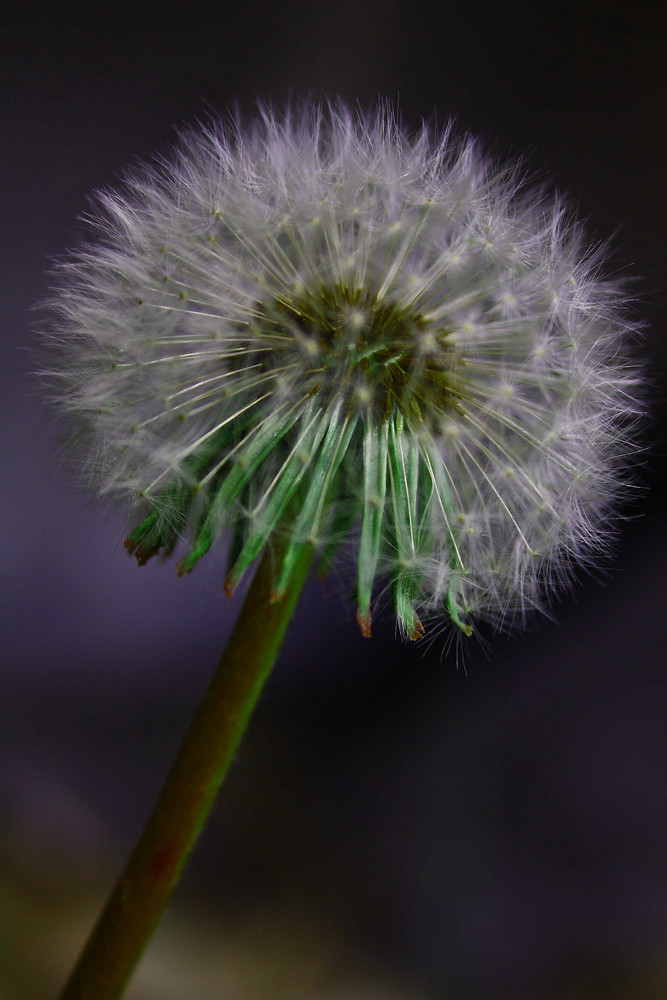 Pusteblume