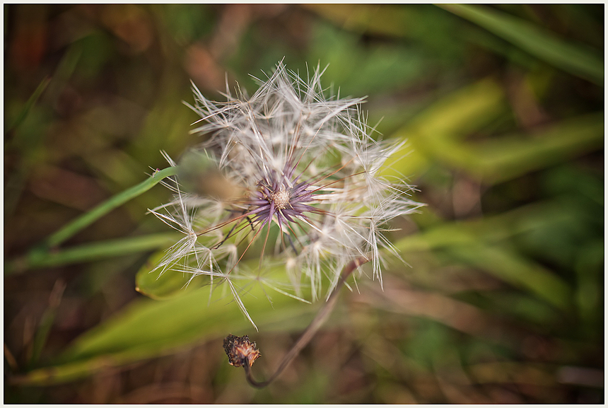 Pusteblume ...