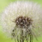 Pusteblume