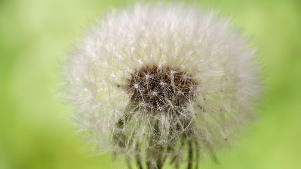 Pusteblume