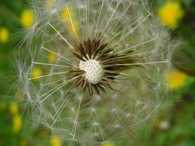 Pusteblume