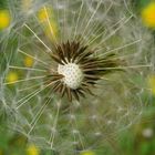 Pusteblume