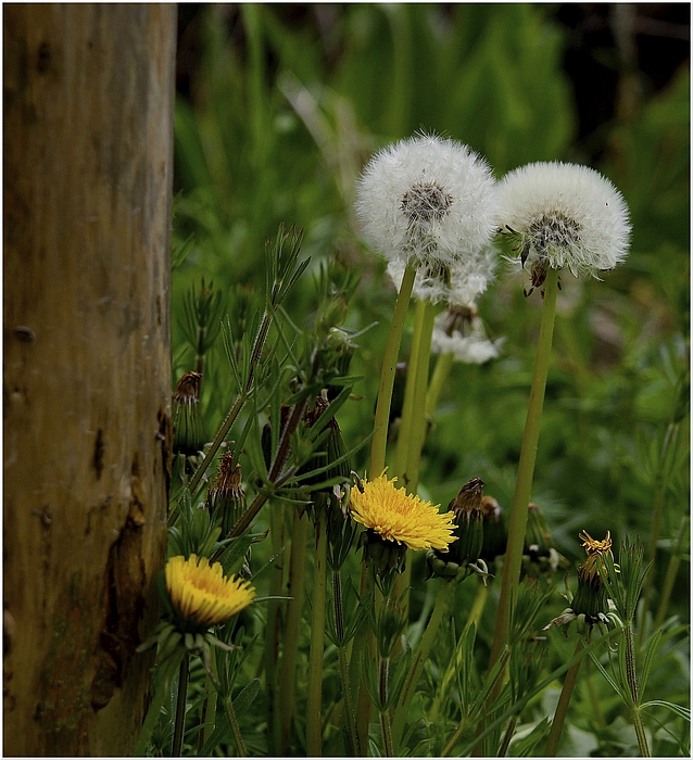 Pusteblume