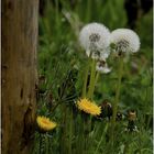 Pusteblume