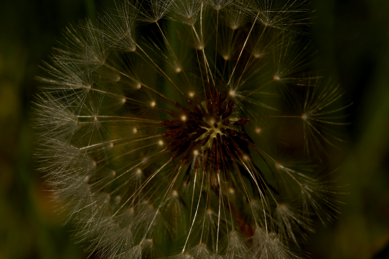 Pusteblume