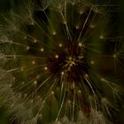 Pusteblume