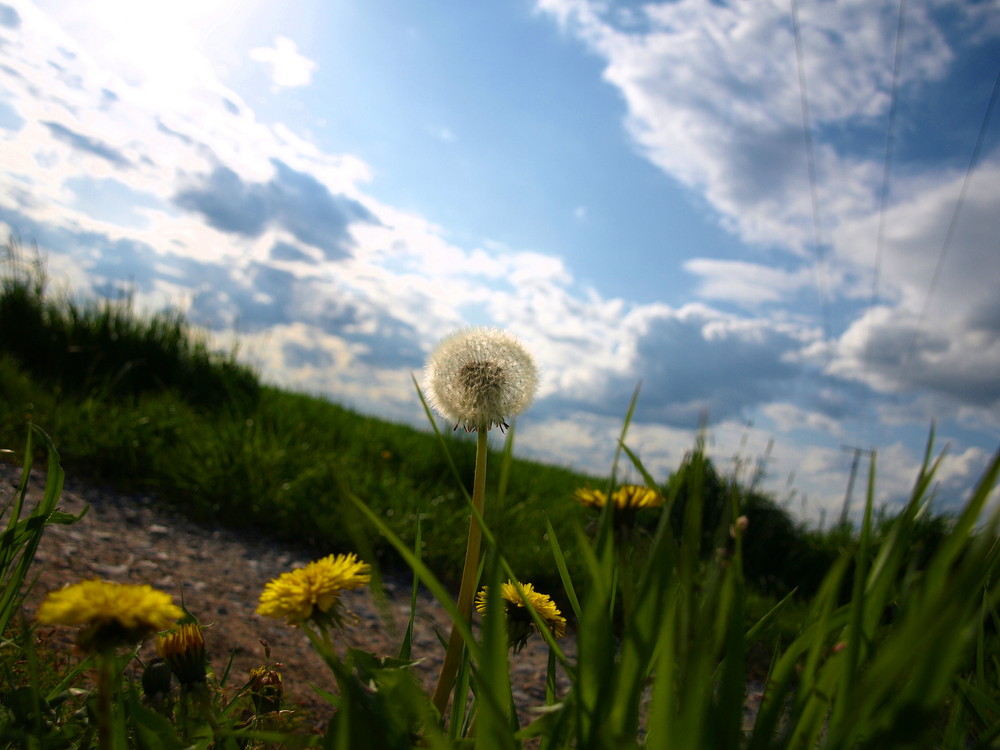 Pusteblume