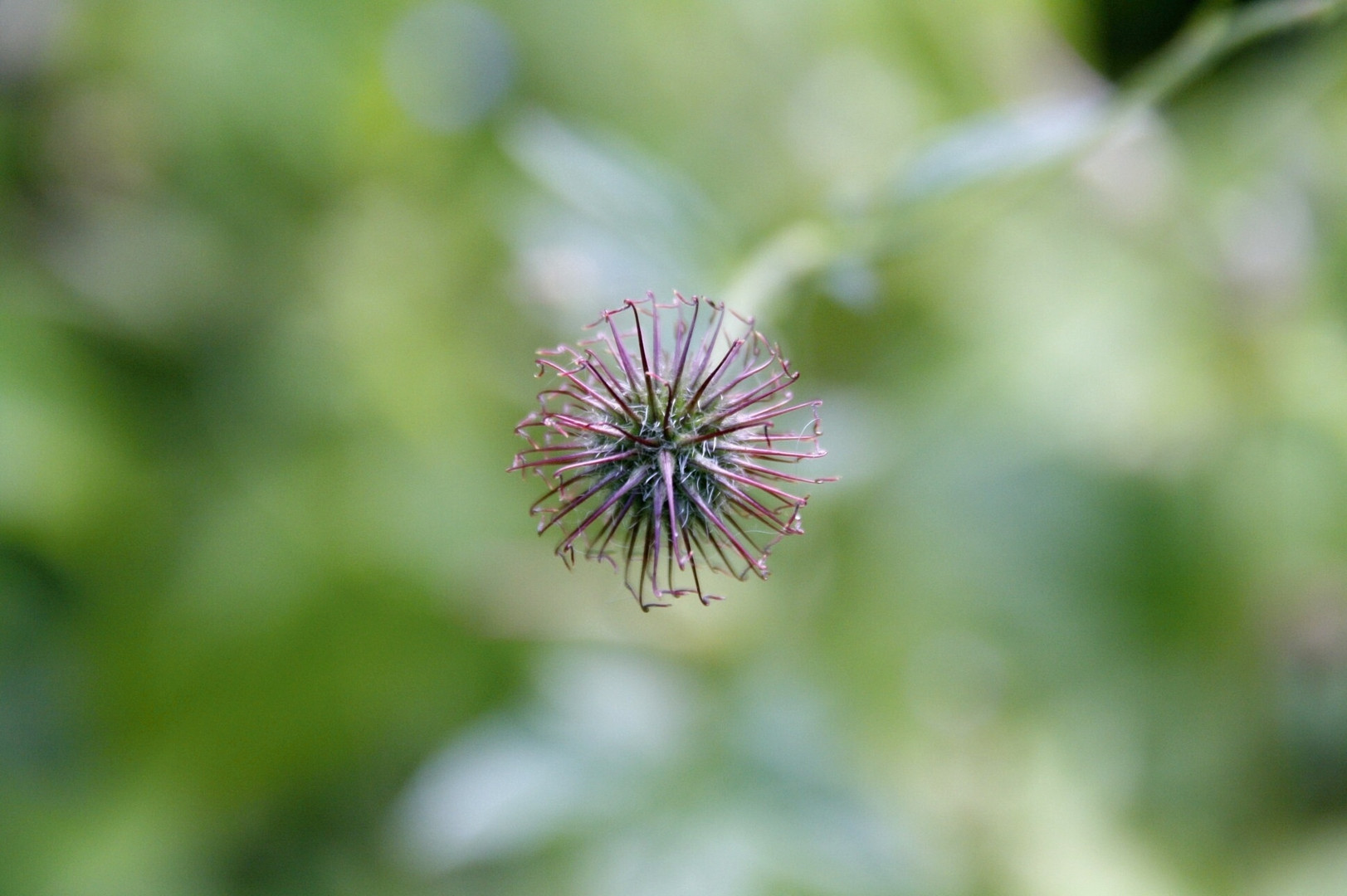 Pusteblume