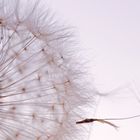 Pusteblume