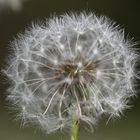 Pusteblume