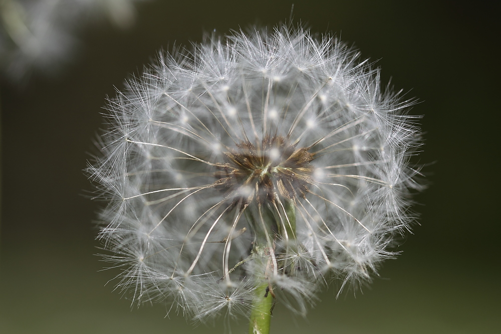 Pusteblume