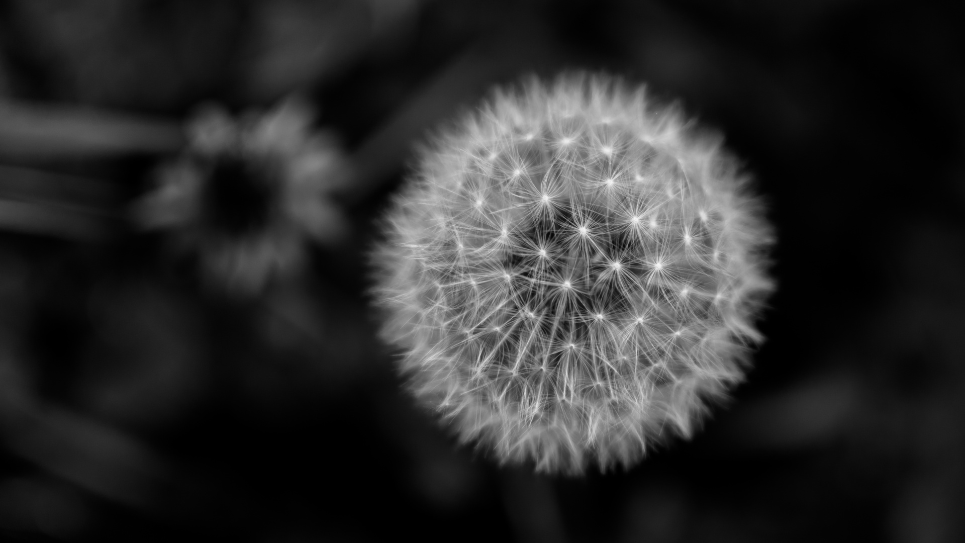 Pusteblume