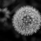 Pusteblume